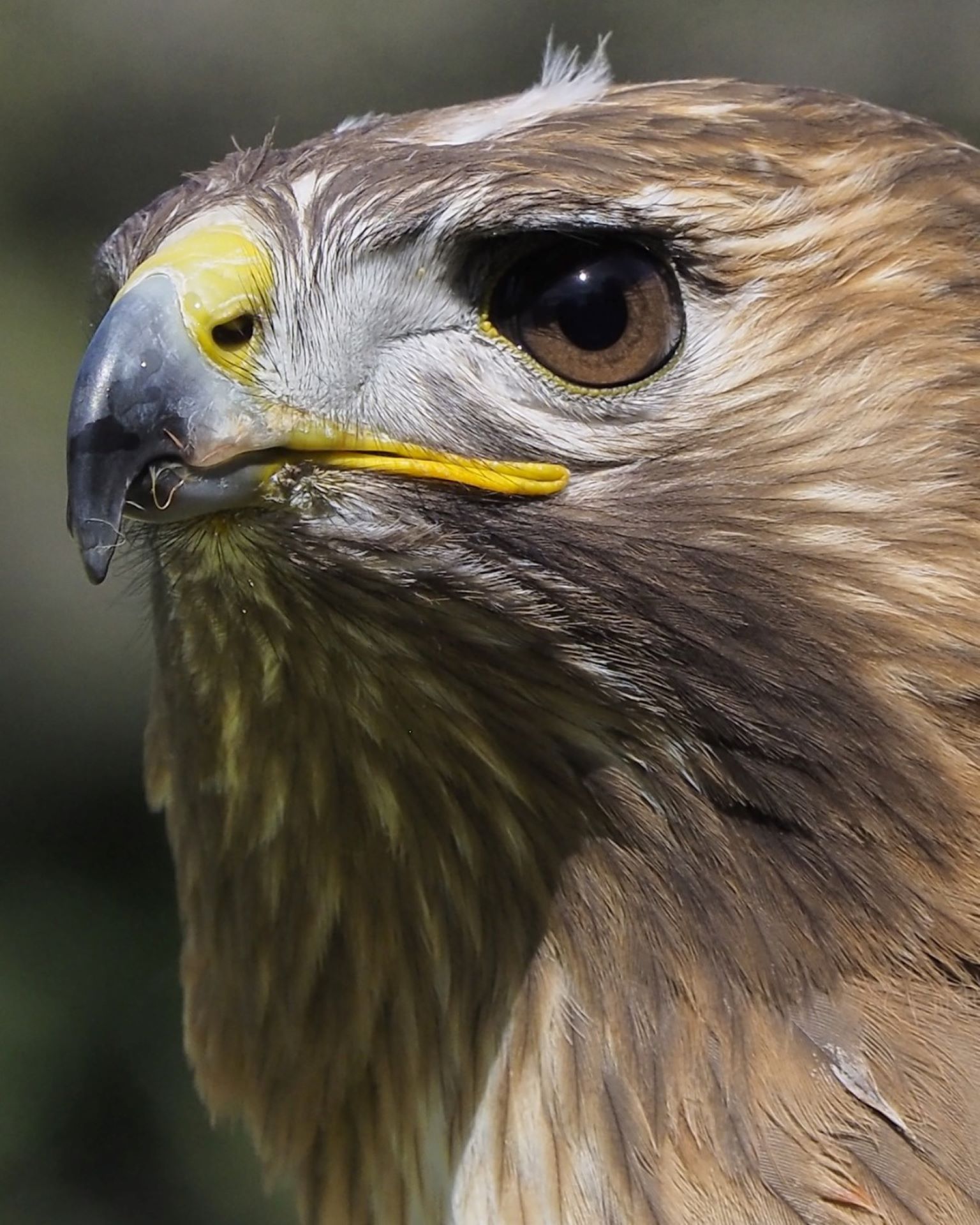 Fauconnerie Aigles de la Sainte-Baume, Cuges-les-Pins - photo 3