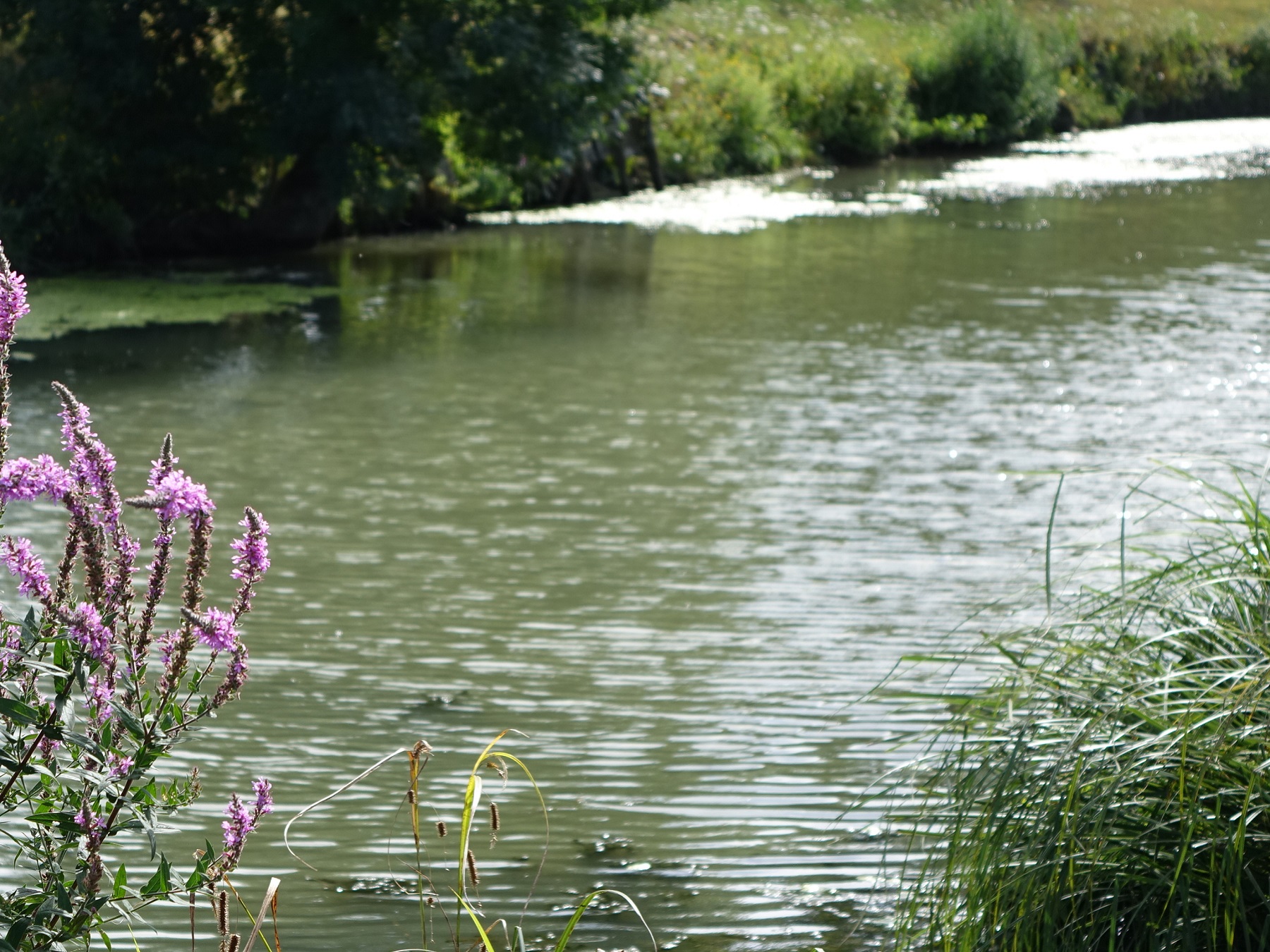 Parcours pêche de la carpe de nuit - Vieille Sèvre Niortaise