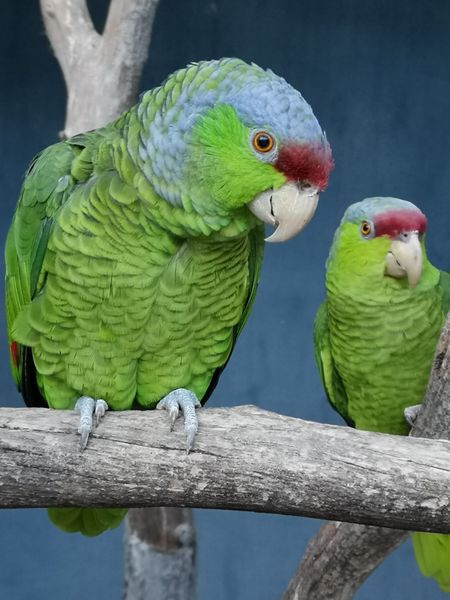 Jardin Zoologique Tropical