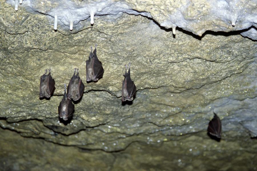 Animation nature sur les ENS : nuit internationale de la chauve-souris_La Balme-les-Grottes