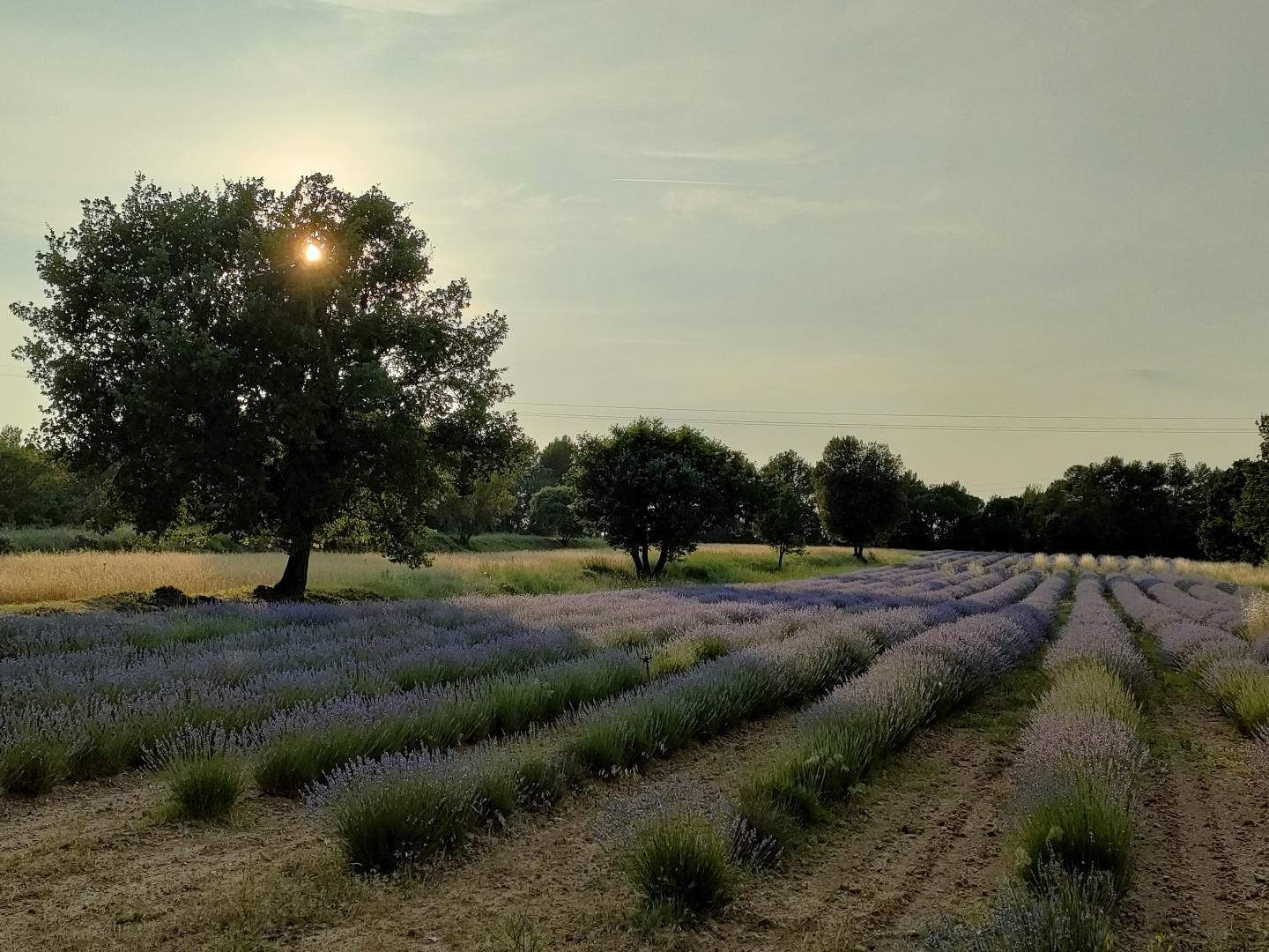 Figuier, Jouques - photo 28