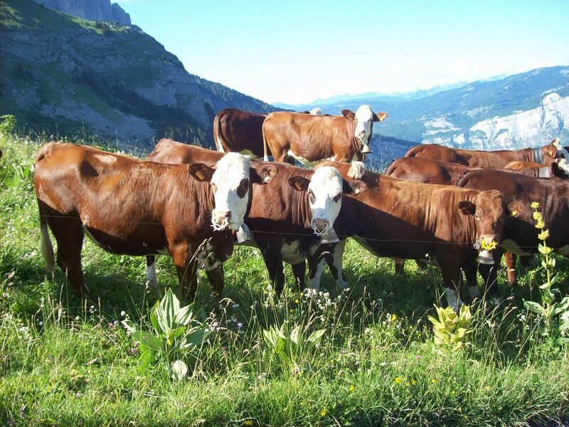 sentier pédestre & jeepable : Mayères depuis Burzier