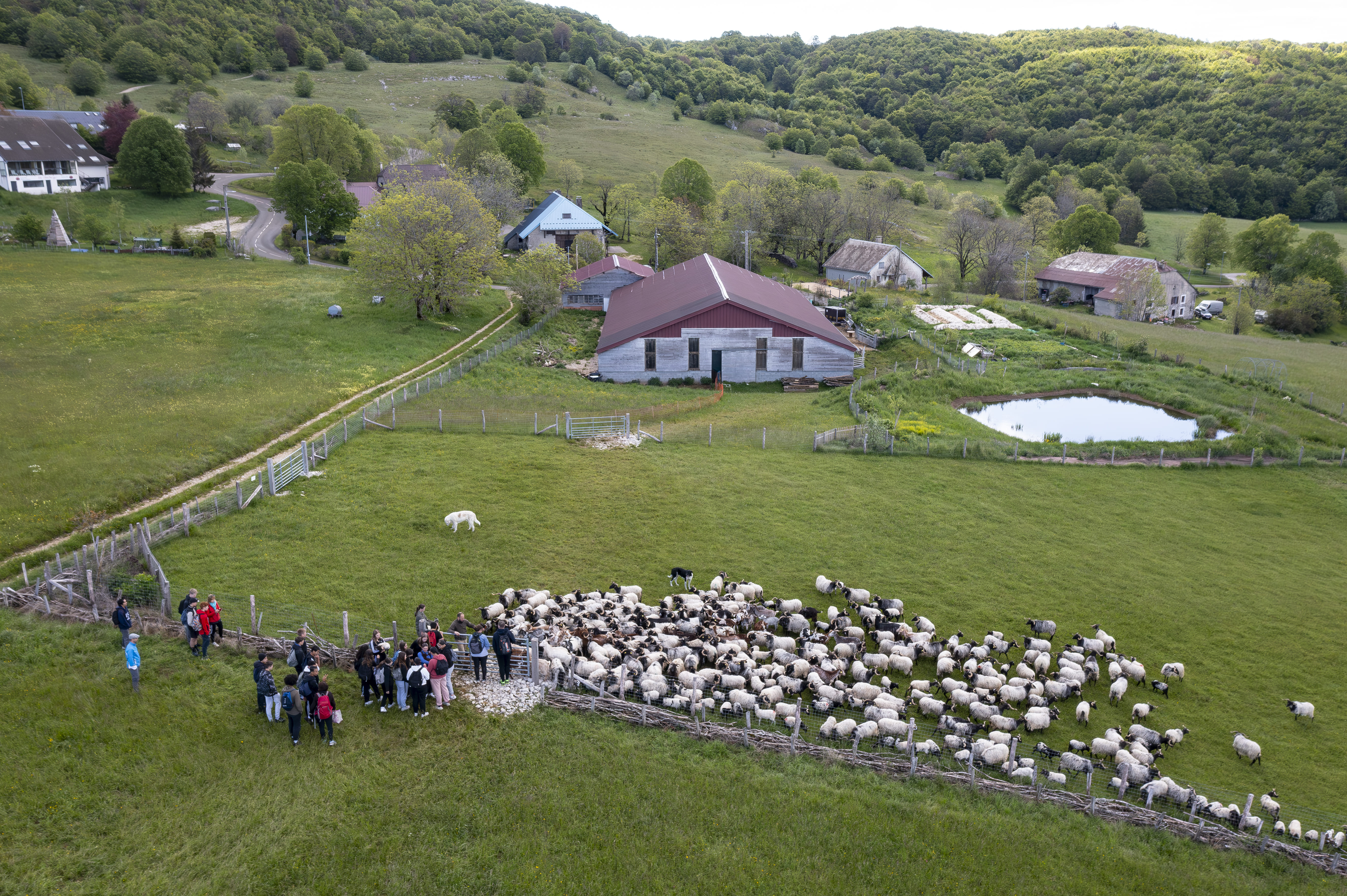 Randonnées en alpages avec la bergerie 