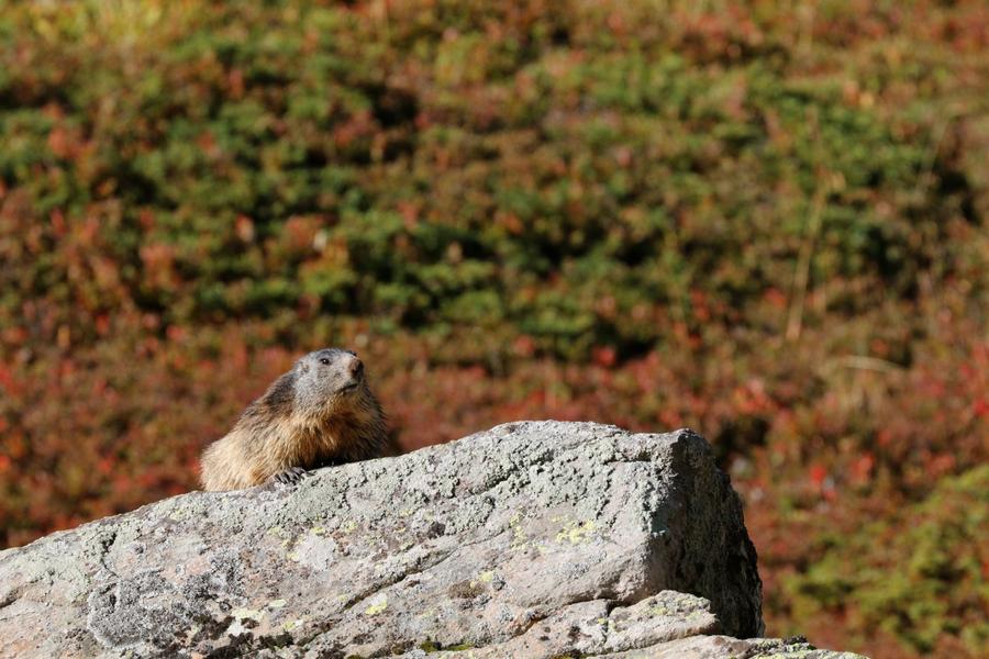 couleuvre verte et jaune - © Cyril Coursier, Parc national des Ecrins. 101161e_HD - © Cyril Coursier, Parc national des Ecrins.