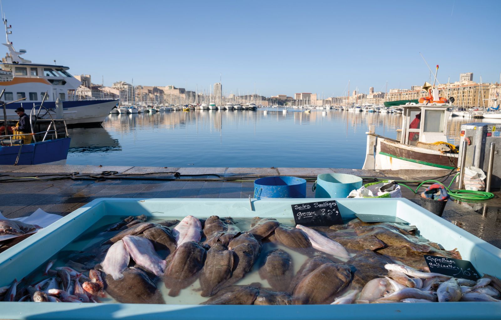 Cuisine marine durable : repenser notre assiette pour préserver la Méditerranée