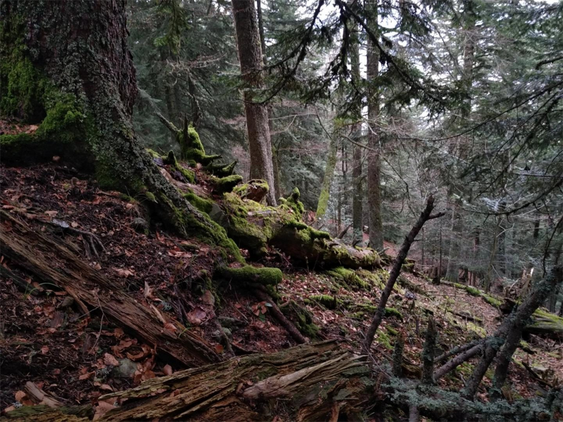 Exposition Sylvae « De sève et d&rsquo;écorce, éloges des vieilles forêts »