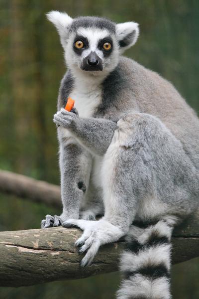 Visite guidée du Jardin Zoologique Tropical_La Londe-les-Maures