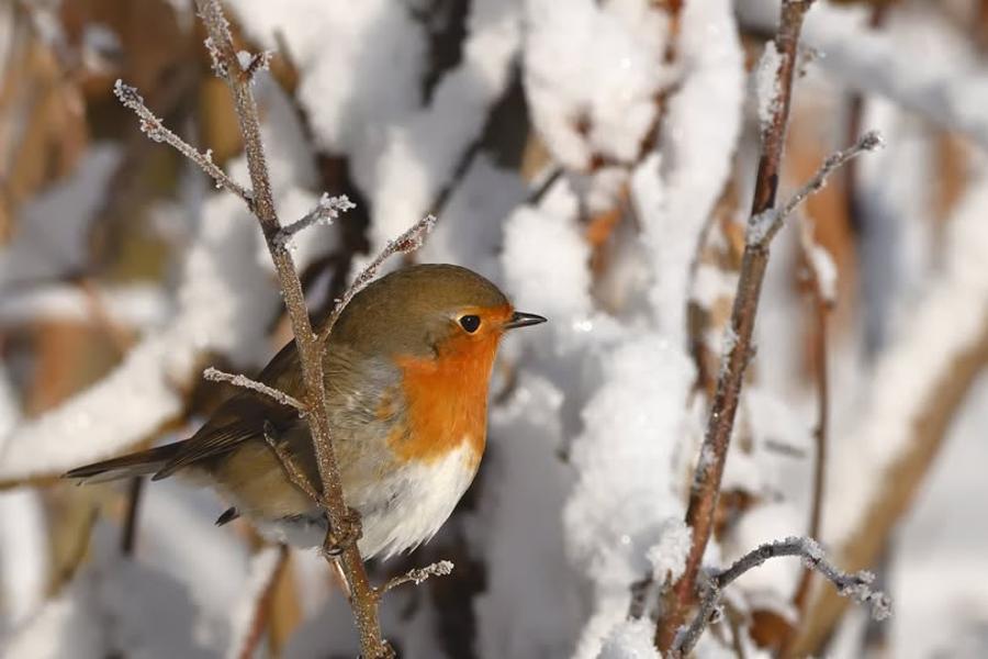 http://Dénombrement%20des%20oiseaux%20hivernants