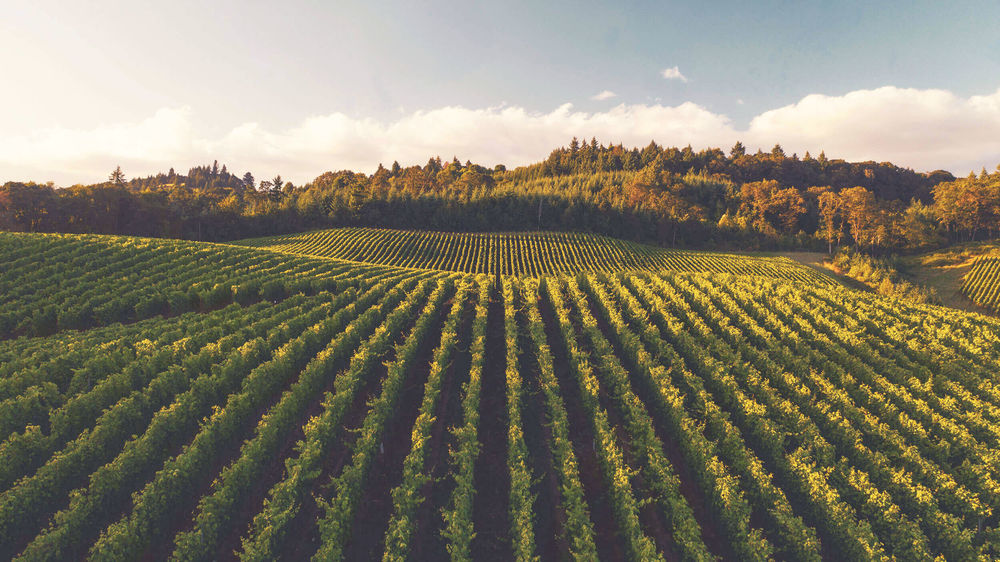 Bienvenue au château La Dorgonne
