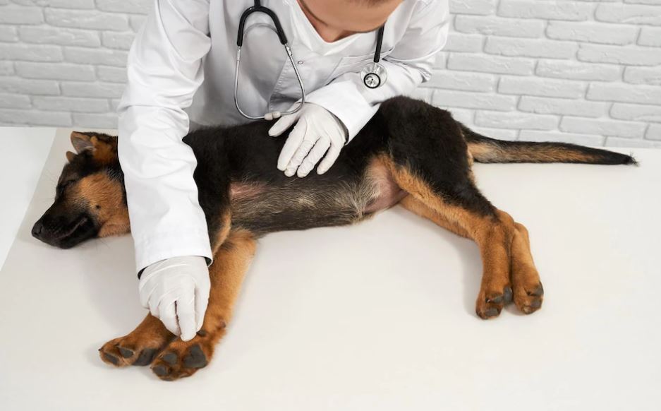 Clinique vétérinaire des pêcheurs d'Islande