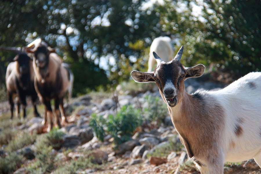 De ferme en ferme dans toute l'Ardèche