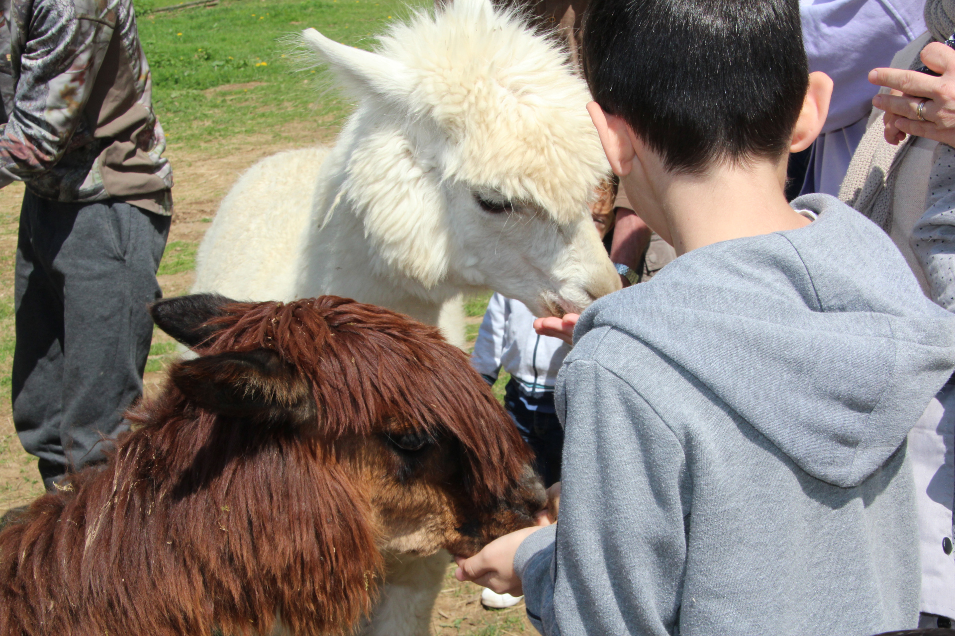 Lamas et Alpagas de Lafayette