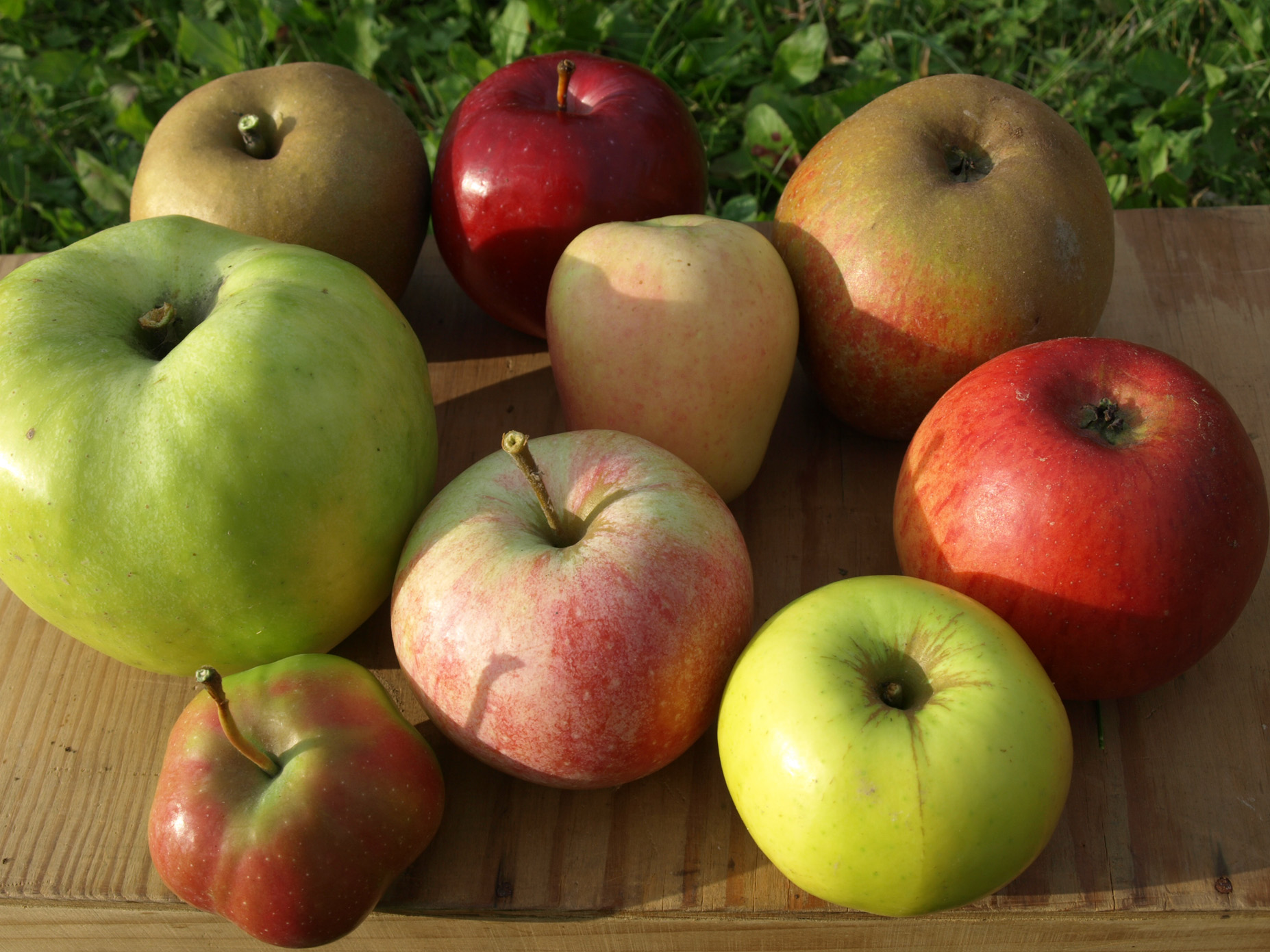 différentes variétés de pommes