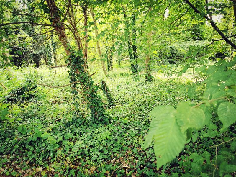 Parc du Moulin / Roger Moessner_Breuillet