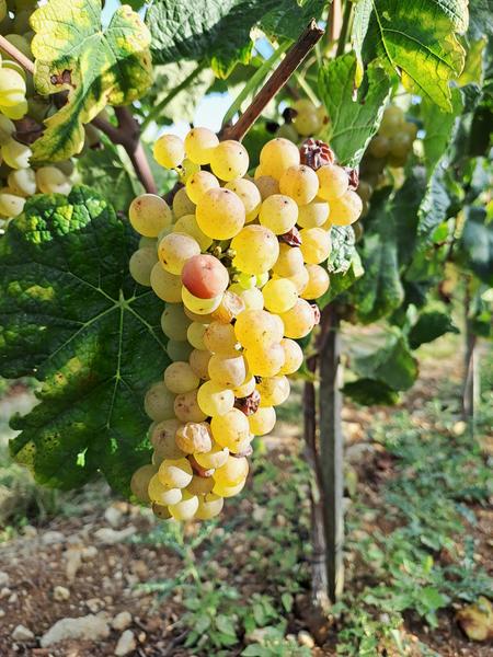 Domaine Morchoisne