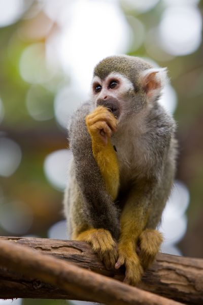 Jardin Zoologique Tropical