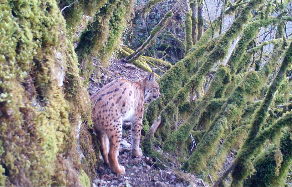 Animation nature sur les ENS : sur les traces du lynx_La Balme-les-Grottes