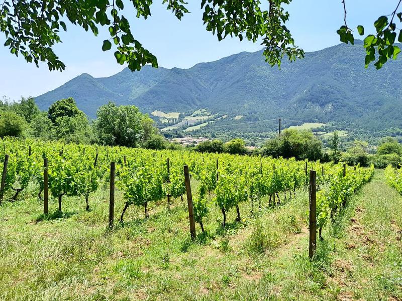 Vignoble