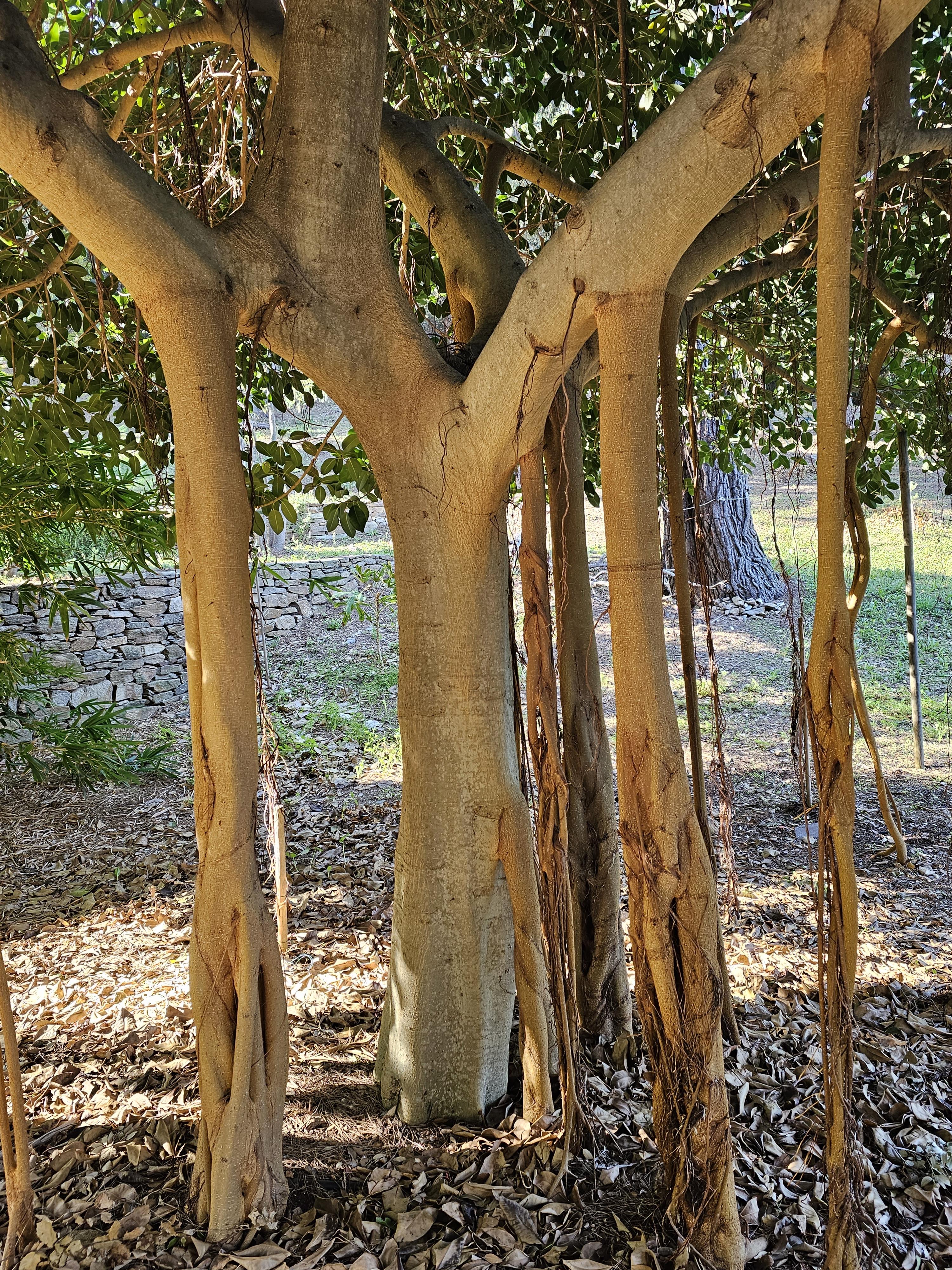 Le Château noir – Botanical garden (Hyères) | Provence-Alpes-Côte