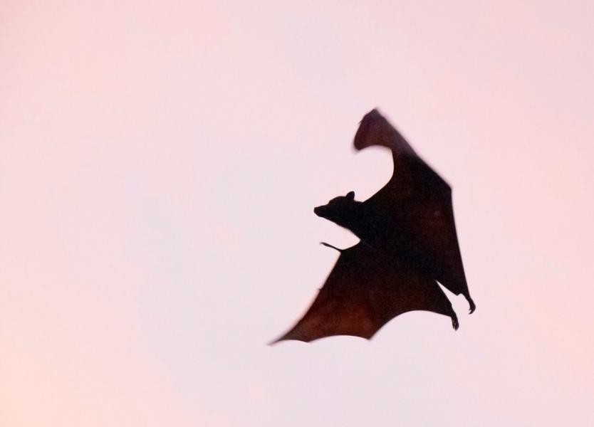 http://Nuit%20de%20la%20chauve-souris