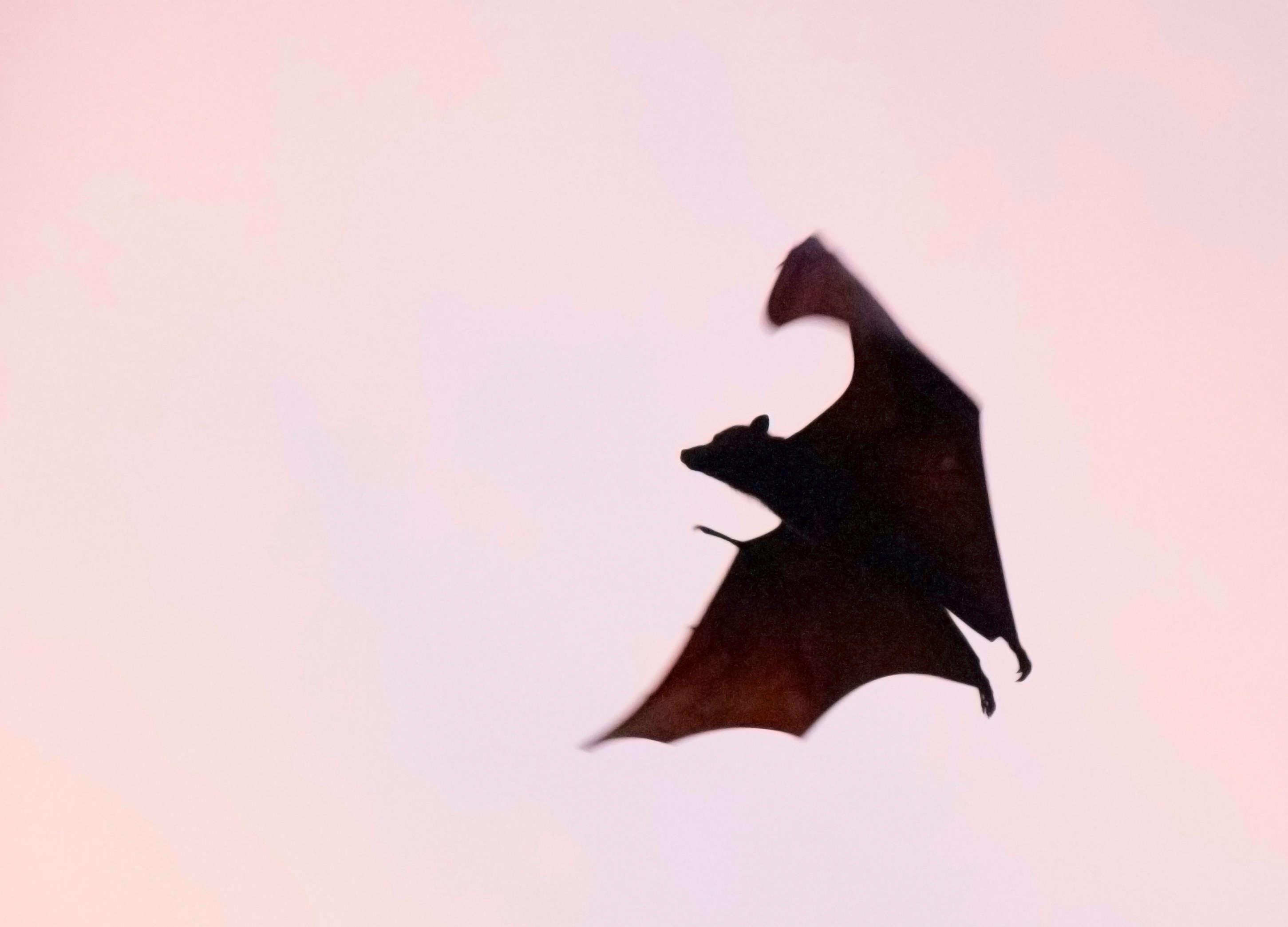 Vol de chauve-souris