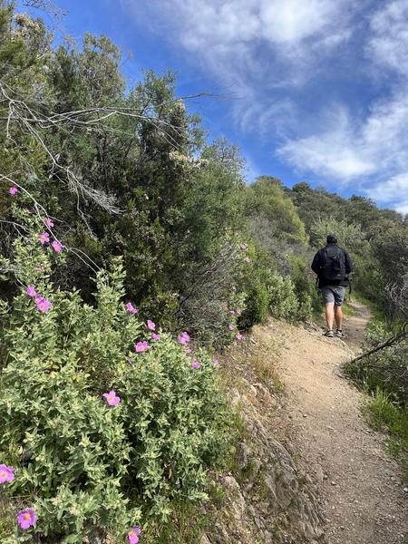 Les menhirs du plateau Lambert_Collobrières