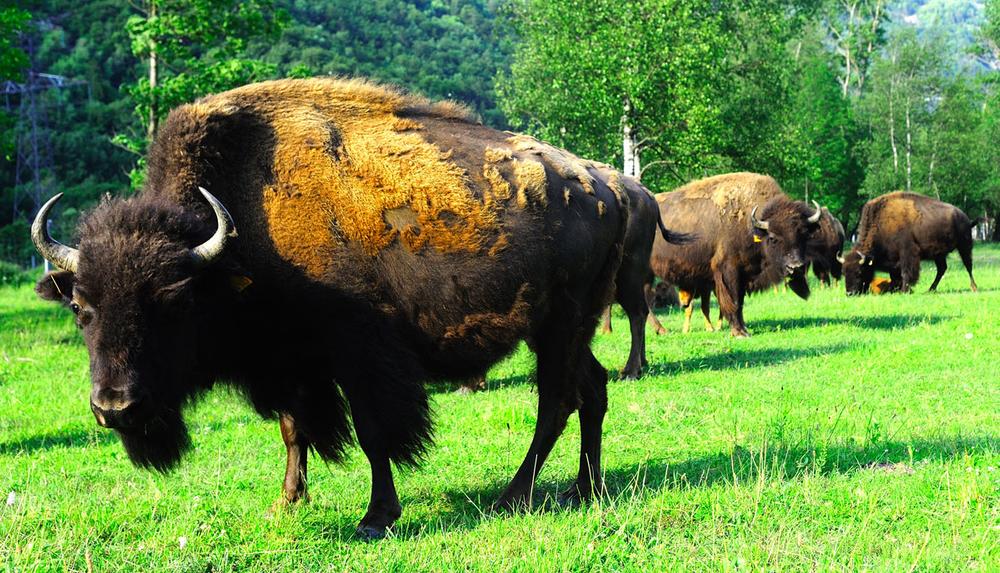 La Ferme des Bisons de l'Oisans