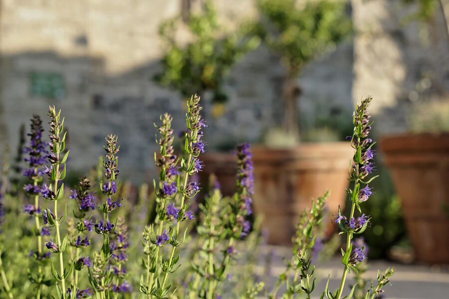 Jardins du Palais des papes