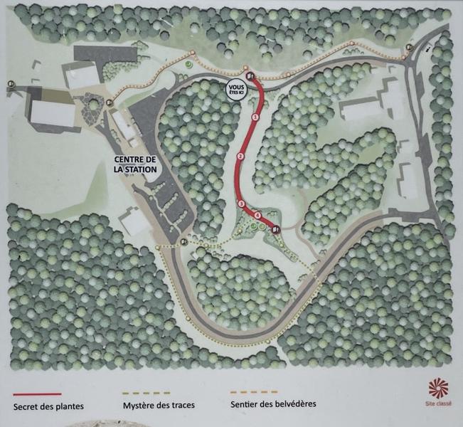 Carte du secret des plantes