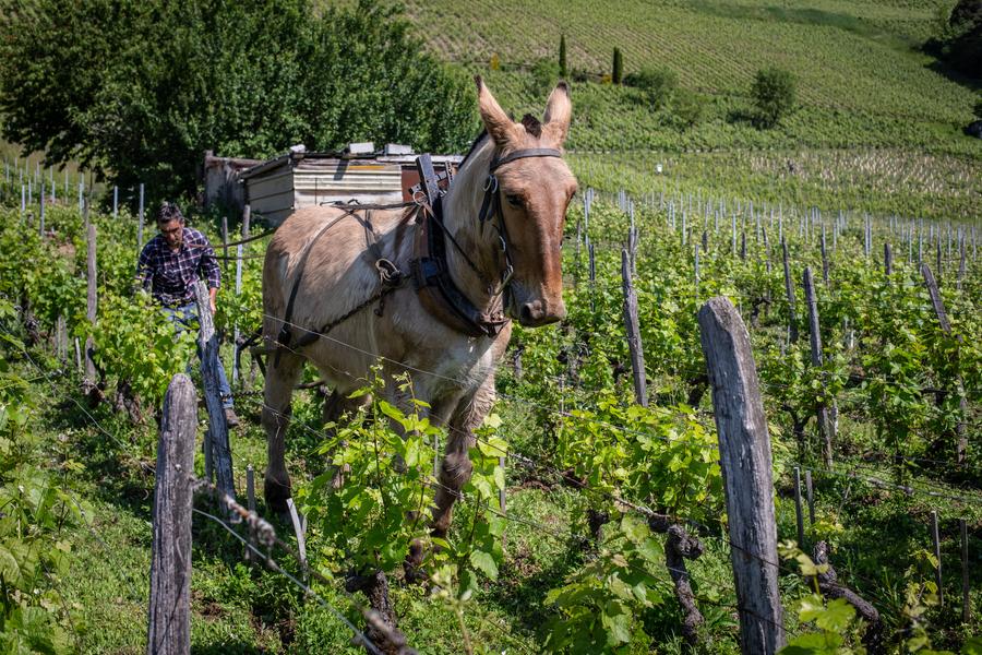 Château de Mérande - Domaine Genoux  - vins de Savoie - biodynamie