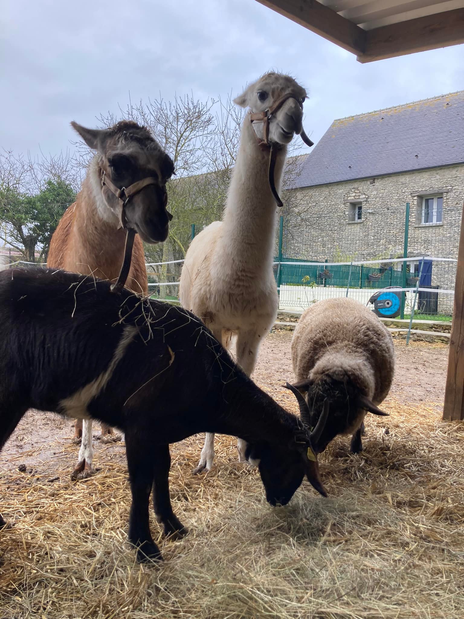 Lamas et chu00e8vre