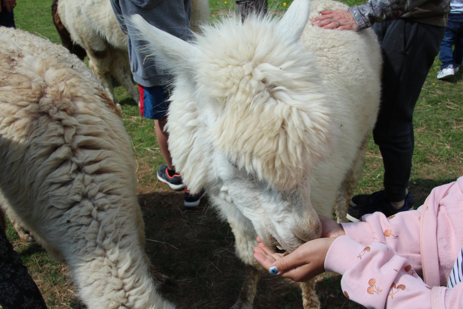 Lamas et Alpagas de Lafayette