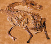 Musée Requien