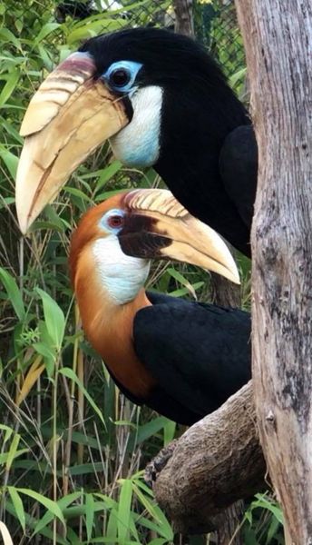 Jardin Zoologique Tropical