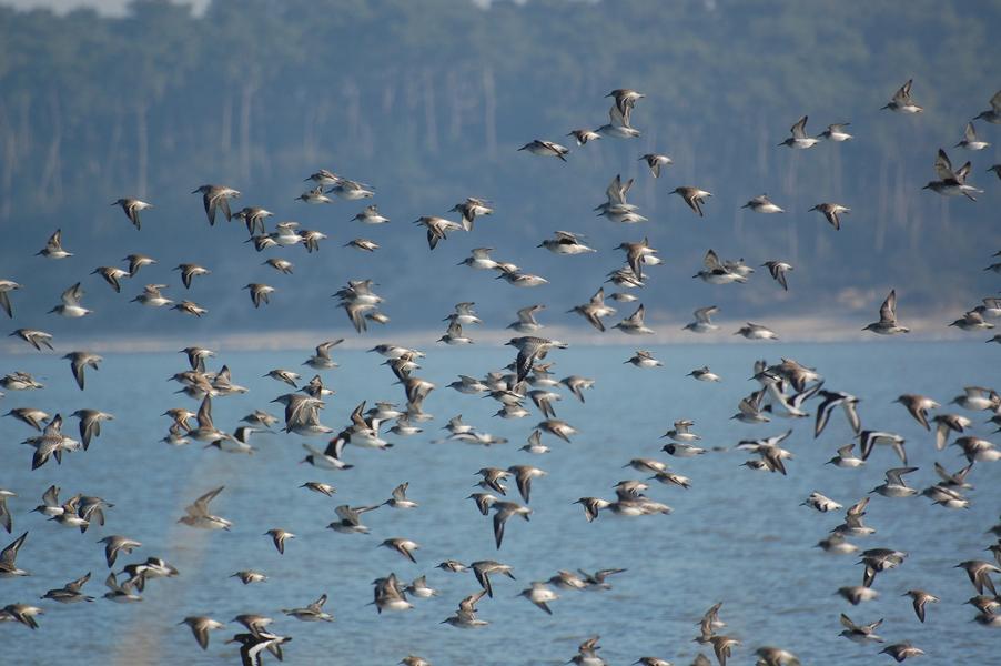 Sortie spéciale oiseaux, Journées européennes de la migration Eurobirdwatch
