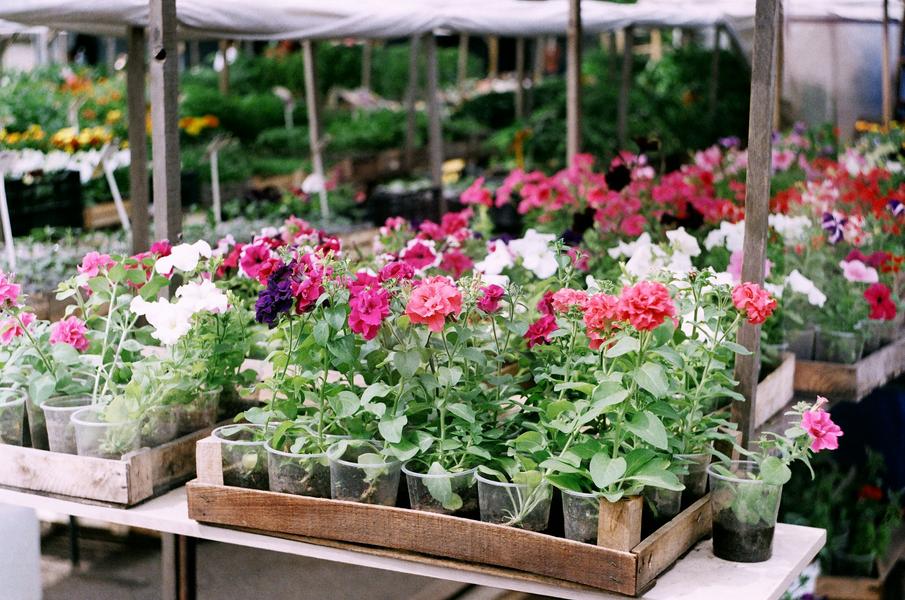 Marché aux Fleurs_Saint-Romain-de-Lerps