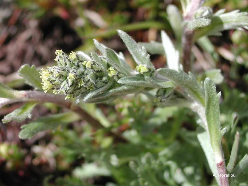 Le génépy - © C. Fouque Diaporama 'Stratégie des plantes de nos montagnes'_Molines-en-Queyras - © C. Fouque