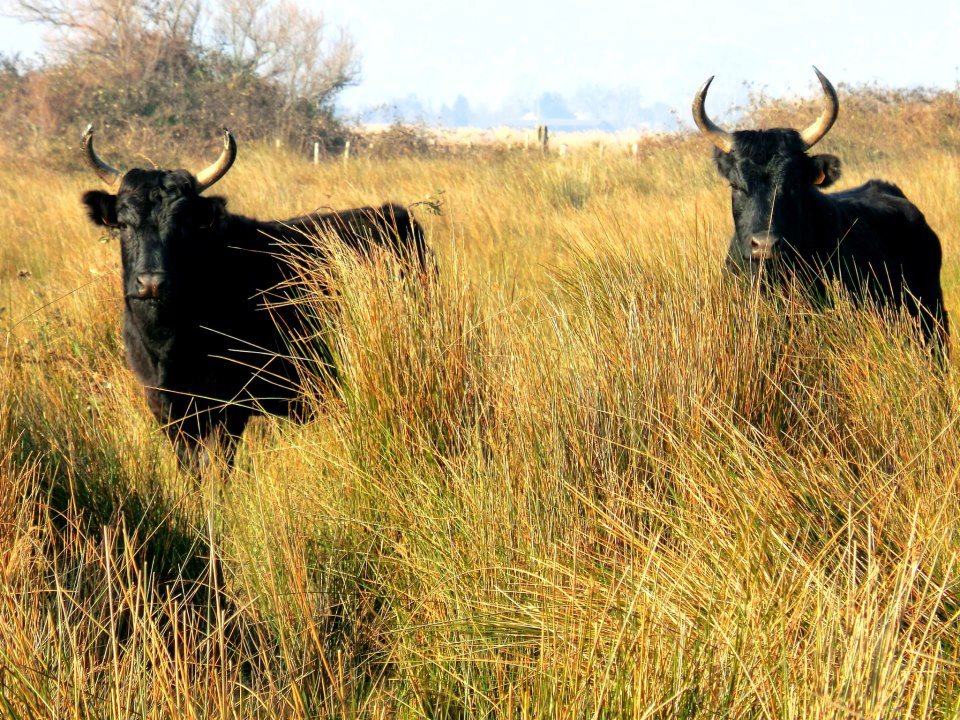 taureau camargue gagean et chacha