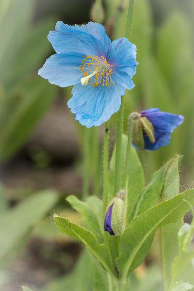 Pavot bleu de l'Himalaya