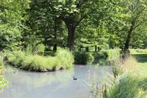 La mare, un écosystème | Animation Nature Culture_Vizille