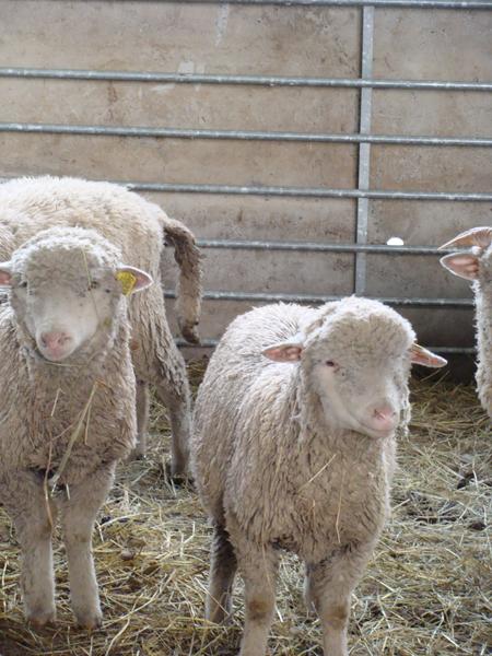 Ferme des bisons de l'Oisans
