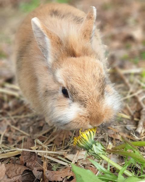La mini-ferme Path'O Calme - Trept - Balcons du Dauphiné - Nord-Isère - à moins d'une heure de Lyon