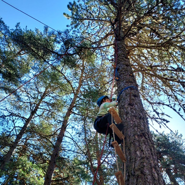Grimpe d'arbre