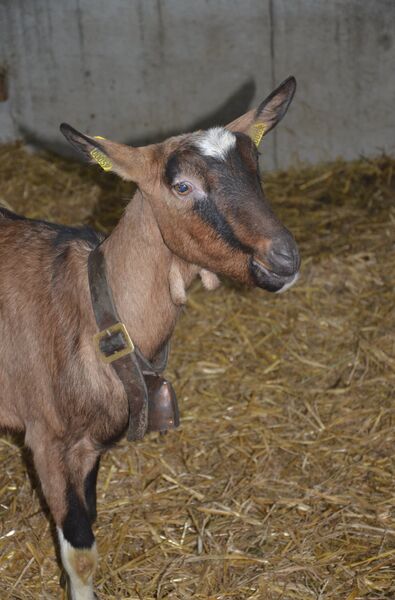 Chèvrerie des Oulettes
