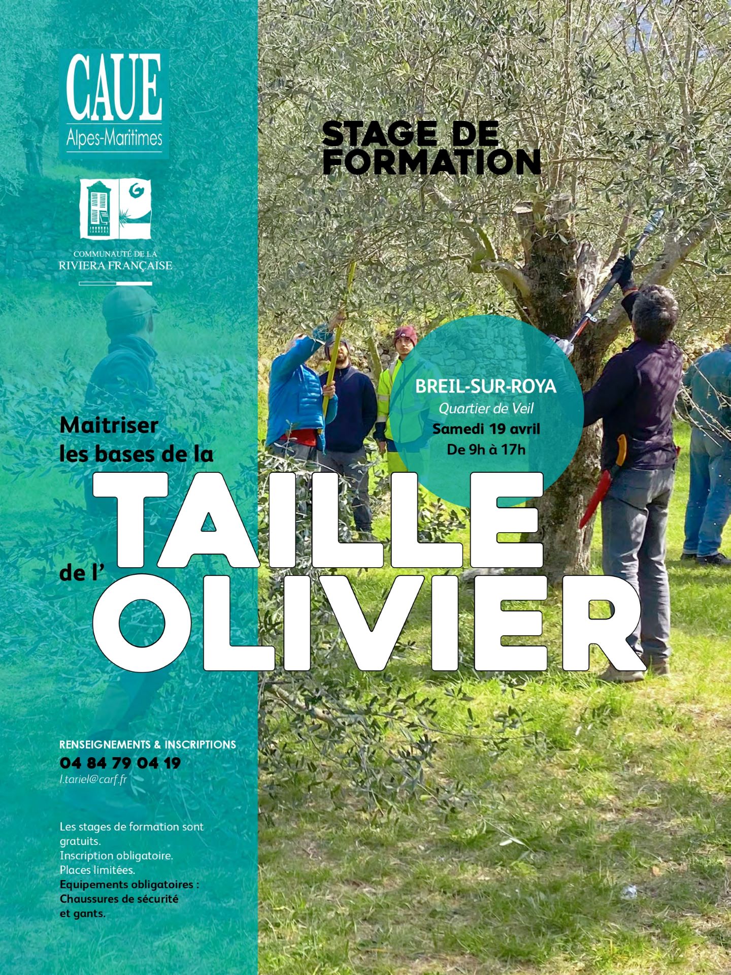 Stage de formation taille des oliviers