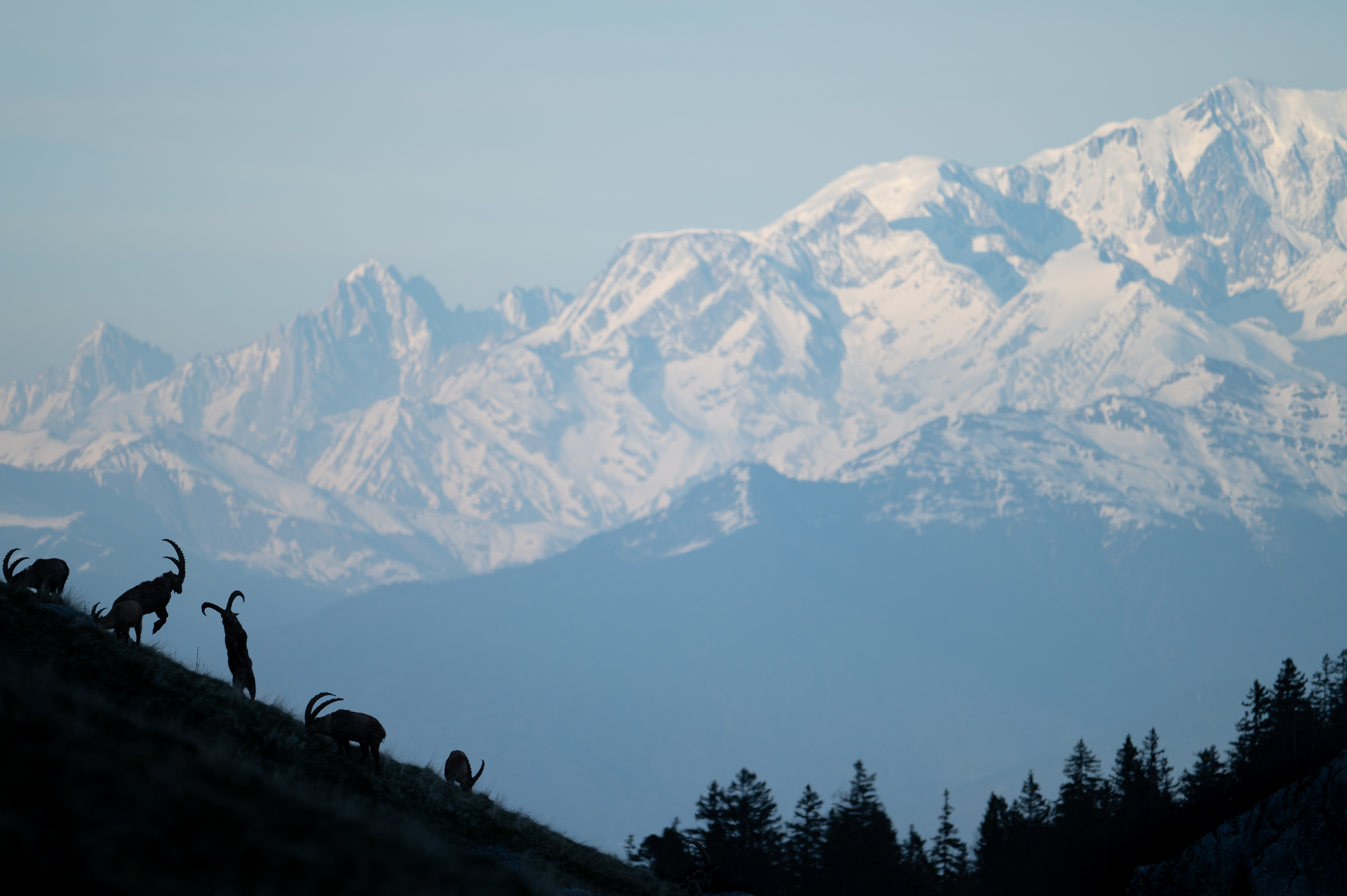 Photo d'animaux dans la montagne