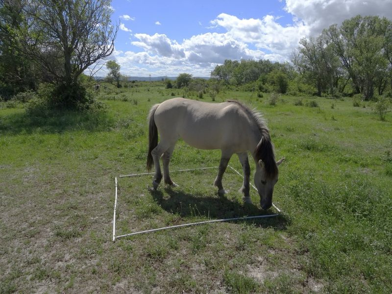 Les chevaux gestionnaires des digues du barrage de Donzère-Mondragon>