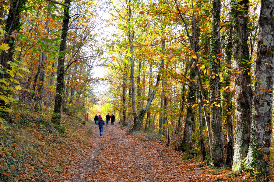 Sentier la coulée vive