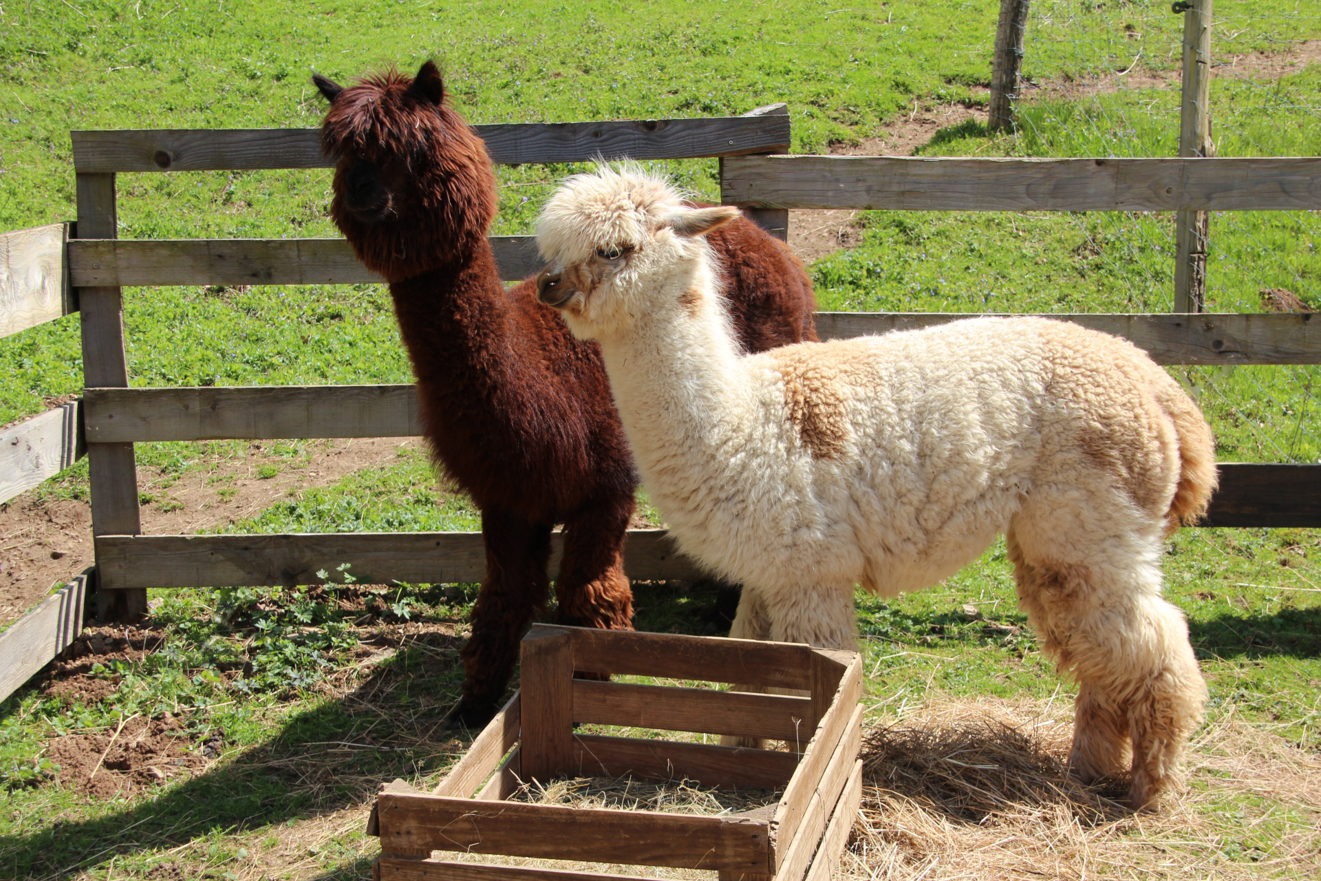 Lamas et Alpagas de Lafayette