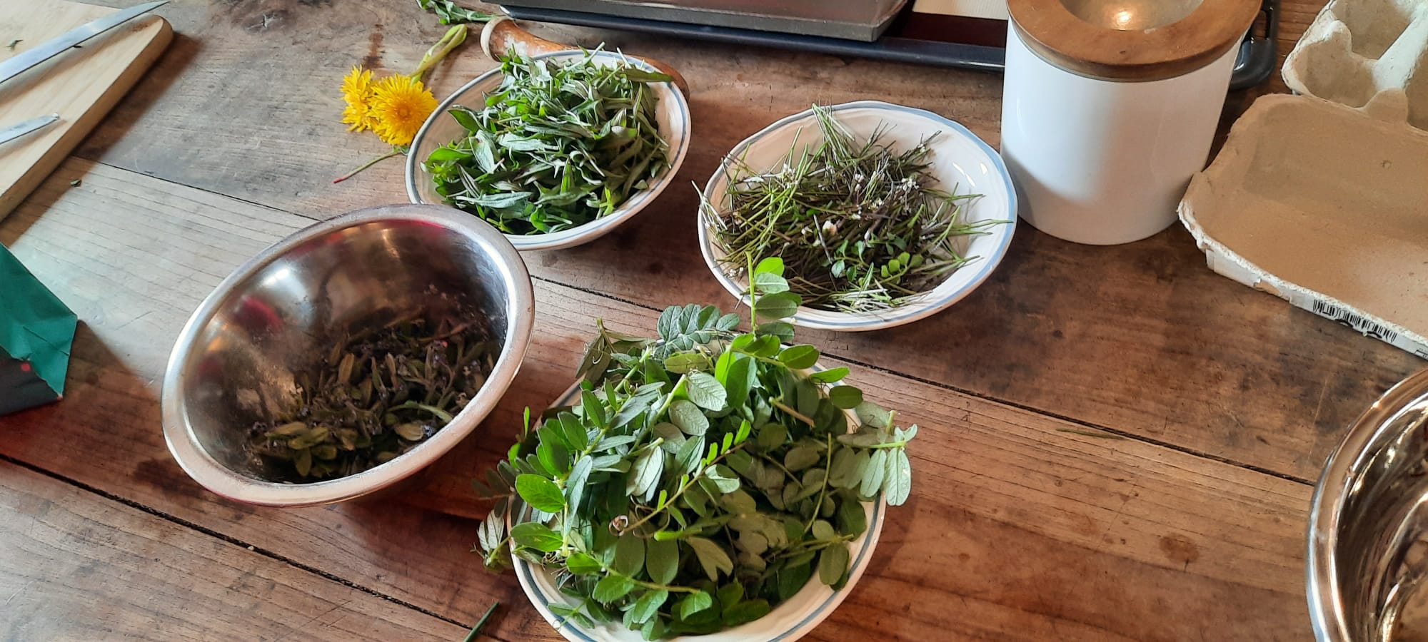 Balade et cueillette de plantes à tisane